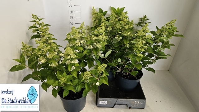<h4>HYDR PANICULATA</h4>