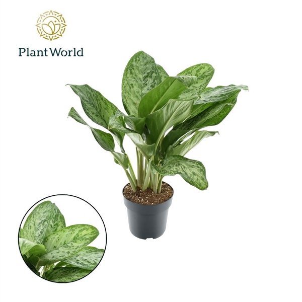 <h4>Aglaonema Greenlight</h4>