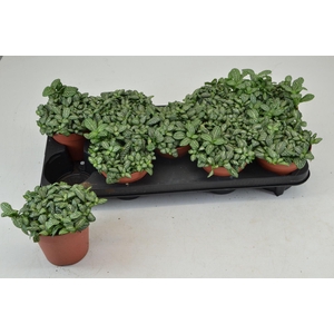 Fittonia Mosaic Springtime