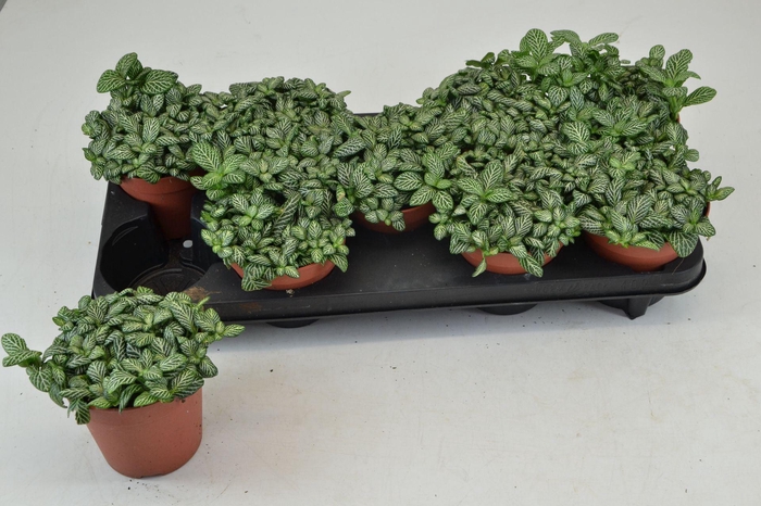 <h4>Fittonia Mosaic Springtime</h4>