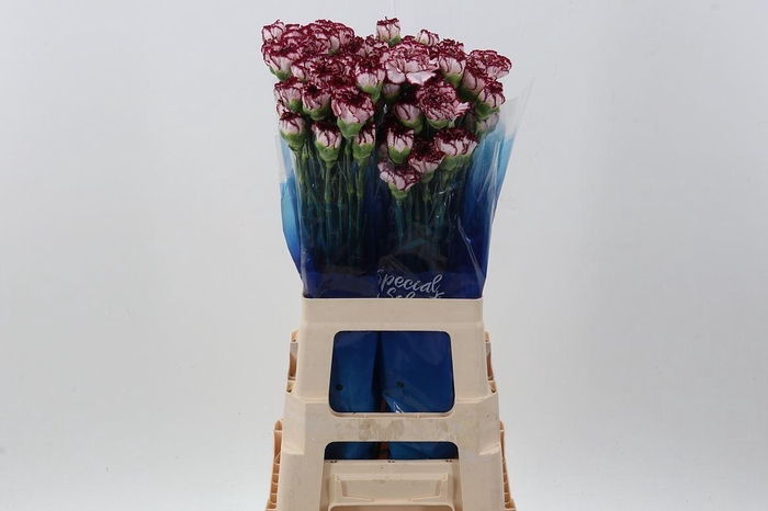 <h4>Dianthus ST 'Olympia'</h4>