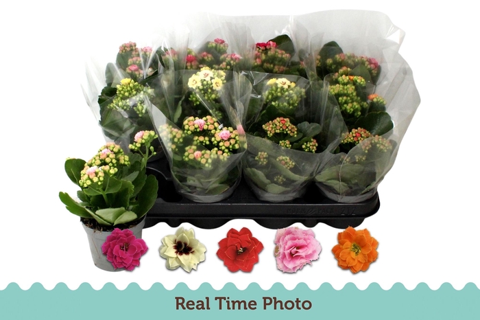 arr8 Kal Ge Gem 5 Kl