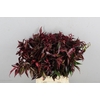 LEUCOTHOE ROOD KLEURBEHANDELD 050CM
