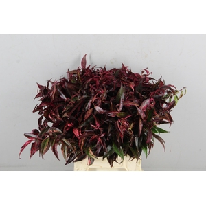 LEUCOTHOE ROOD KLEURBEHANDELD 050CM