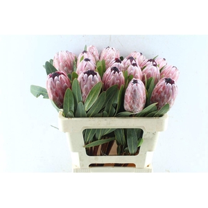 PROTEA PINK ICE