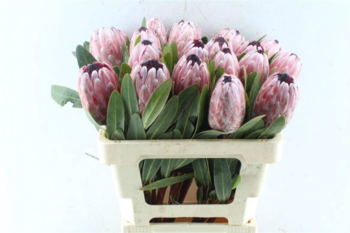 <h4>PROTEA PINK ICE</h4>