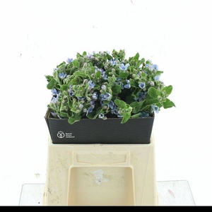 OXY CO TAN PURE BLU