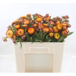 Helichrysum Ov