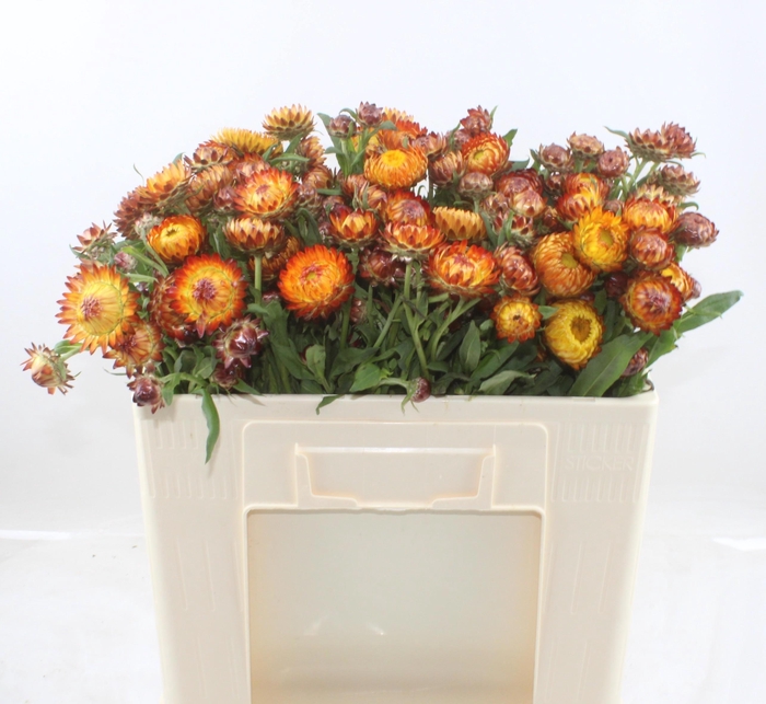<h4>Helichrysum Ov</h4>