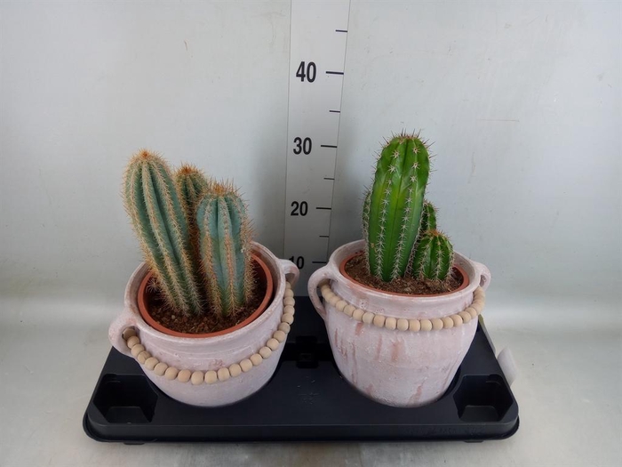 <h4>Cactus   ...</h4>