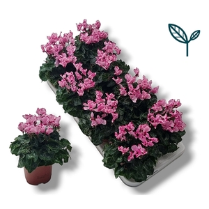 Cyclamen Premium Victoria Creme Roze