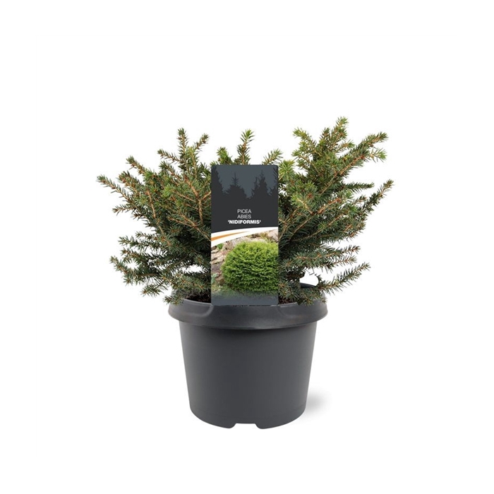 <h4>Picea abies 'Nidiformis'</h4>