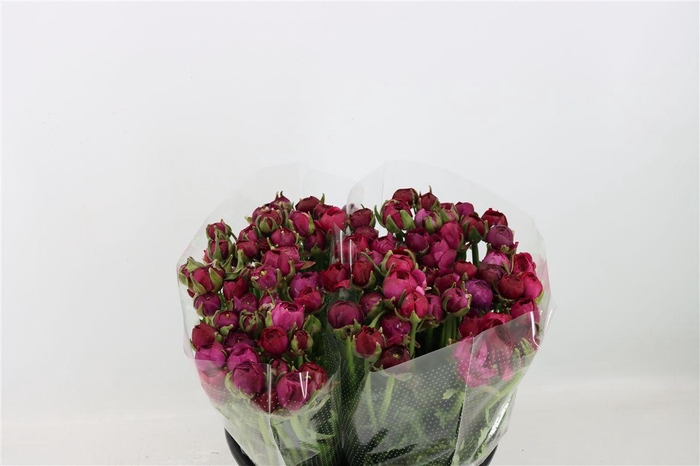 <h4>Ran Amandine Violet</h4>