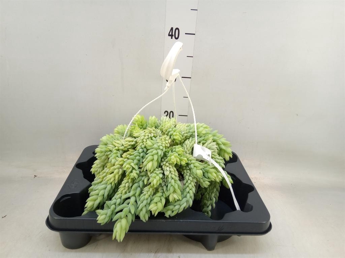 <h4>Sedum morganianum</h4>