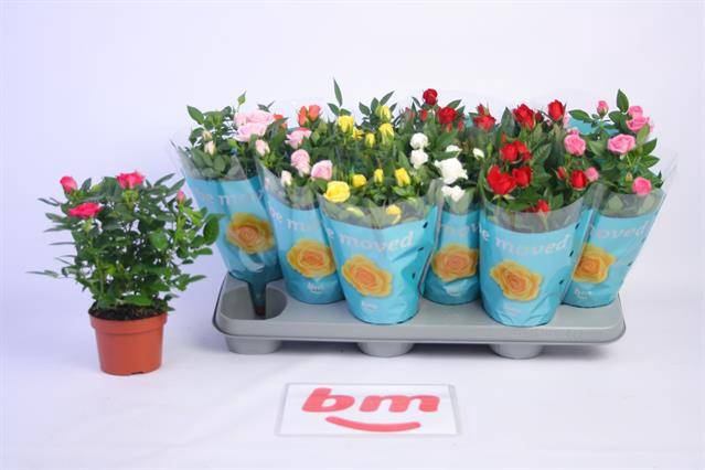 <h4>ROSA BEAU MONDE MIX</h4>