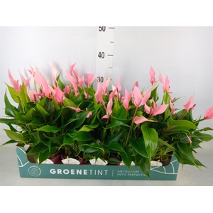 Anthurium andr. 'Lilli'