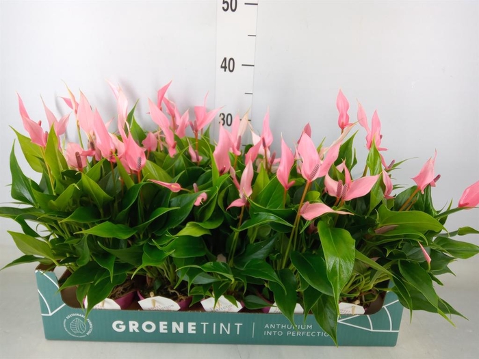 <h4>Anthurium andr. 'Lilli'</h4>