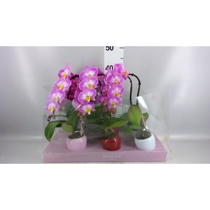 Phalaenopsis   ...