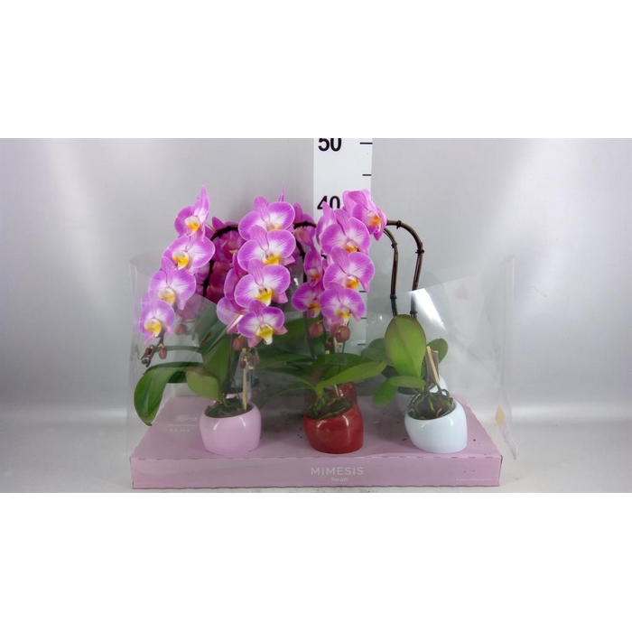 <h4>Phalaenopsis   ...</h4>