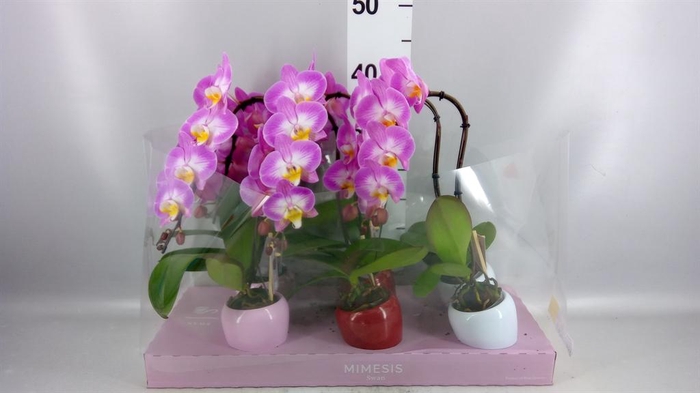 Phalaenopsis   ...