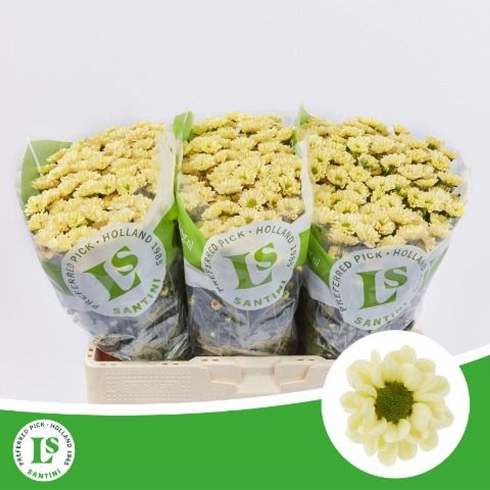 <h4>Chrysanthemum SA 'Rossi Cream'</h4>