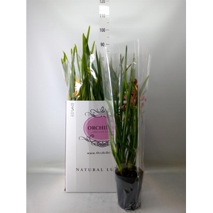 Cymbidium   ...mix