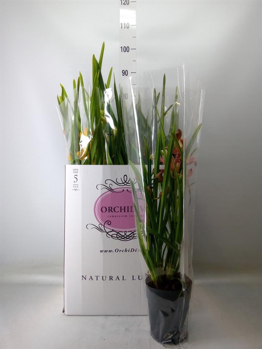 <h4>Cymbidium   ...mix</h4>