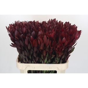 Leucadendron Saf Sunset Dark R.