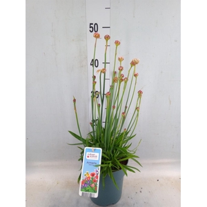 Armeria pseud. 'Ball White'