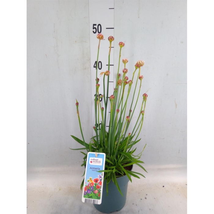<h4>Armeria pseud. 'Ball White'</h4>
