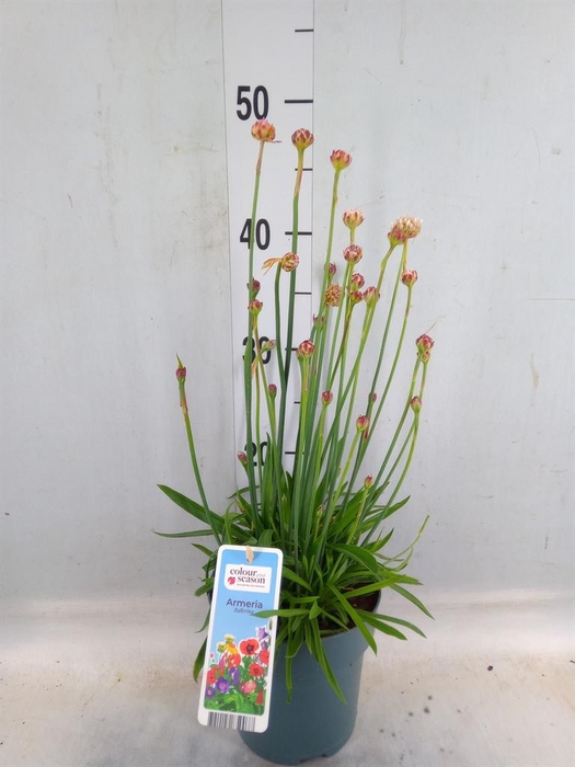 <h4>Armeria pseud. 'Ball White'</h4>
