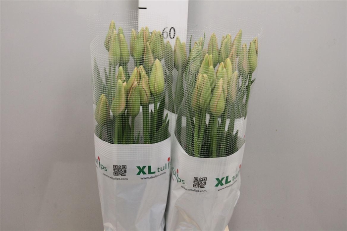 <h4>Tu En Menton</h4>