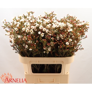 Chamelaucium Moonlight Delight