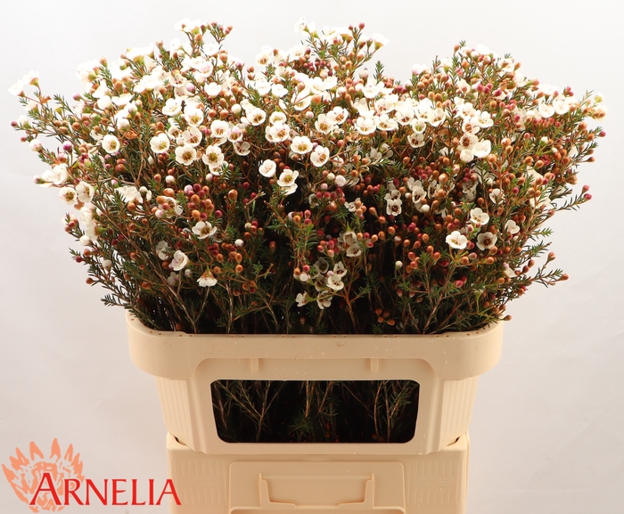 <h4>Chamelaucium Moonlight Delight</h4>