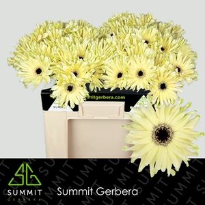 Gerbera Pastini Spritz Water