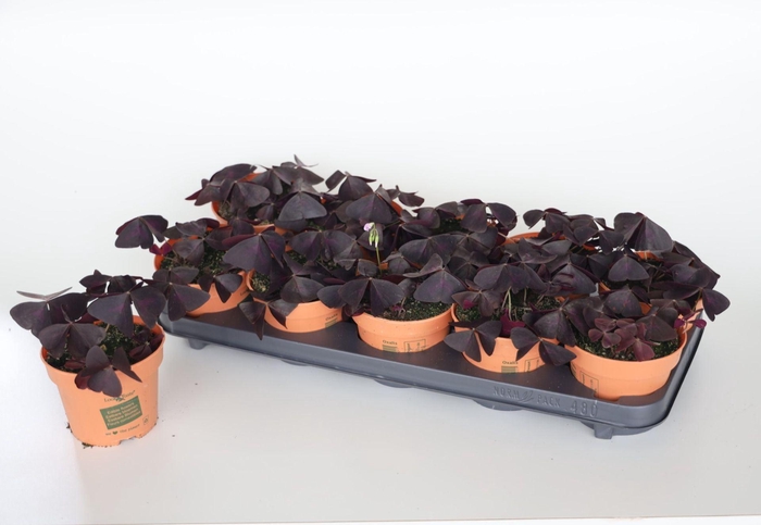 <h4>Oxalis triangularis subsp. triangul</h4>