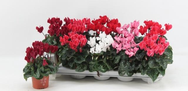 <h4>CYCL KL SUP VERANO</h4>