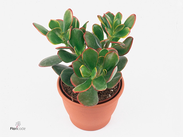 Crassula ovata 'Hummels Sunset'