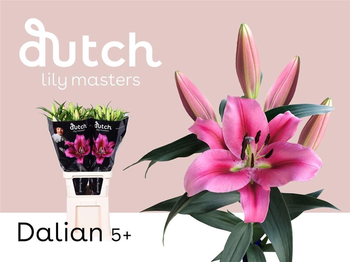 <h4>Li Ot Dalian</h4>