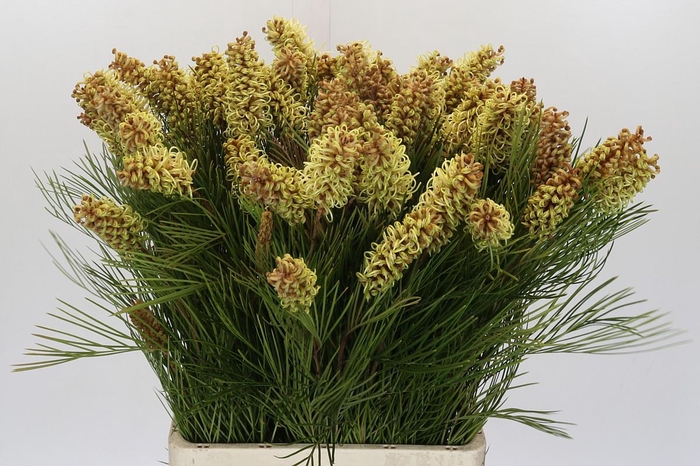 <h4>Grevillea Spiderman</h4>