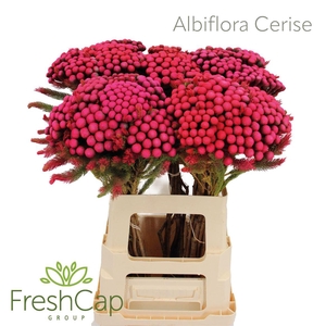 Albiflora Cerise