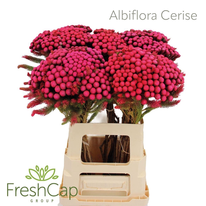 <h4>Albiflora Cerise</h4>