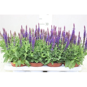 Salvia N Sens Dp Blue