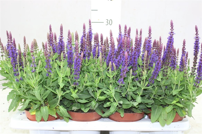 <h4>Salvia N Sens Dp Blue</h4>