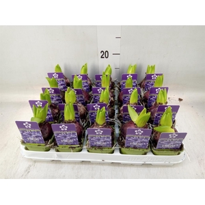 Hyacinthus orie. 'Pearl Blue'