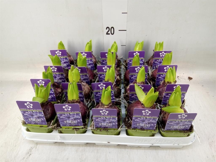 <h4>Hyacinthus orie. 'Pearl Blue'</h4>