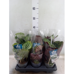 Calathea   ...mix