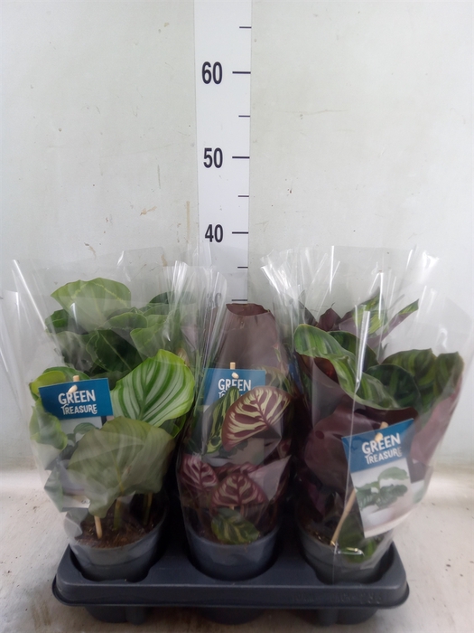 <h4>Calathea   ...mix</h4>