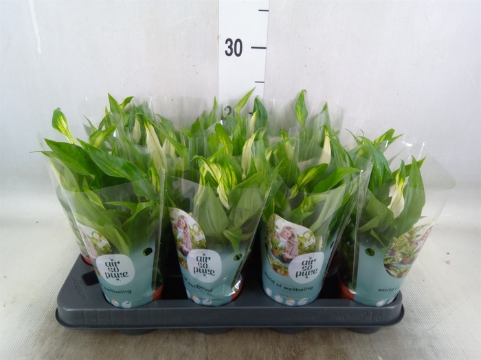 <h4>Spathiphyllum  'Pearl Cupido'</h4>