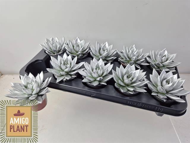 <h4>ECHEV MIRANDA</h4>